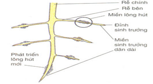 Quan sát hình 11 và 12 mô tả đặc điểm hình thái của hệ rễ cây trên cạn  thích nghi với chức năng hấp thụ nước và ion khoáng  SGK Sinh lớp 11