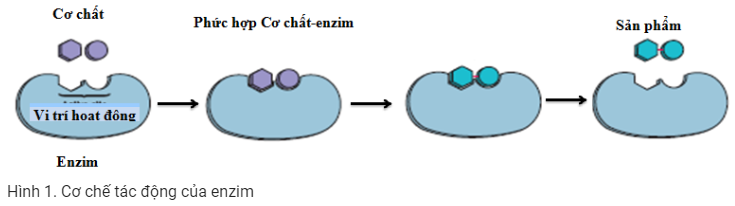 Sự khác biệt giữa Enzyme và Coenzyme  So sánh sự khác biệt giữa các thuật  ngữ tương tự  Khoa HọC  2023