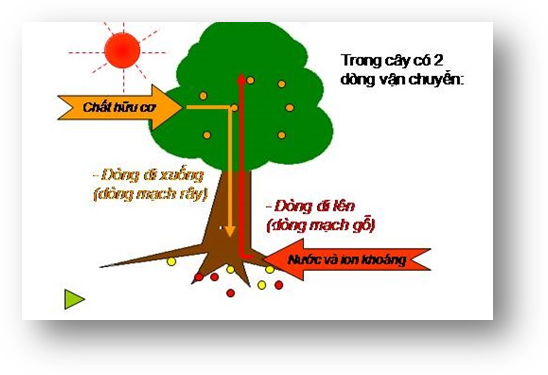 dịch mạch rây di chuyển như thế nào trong cây