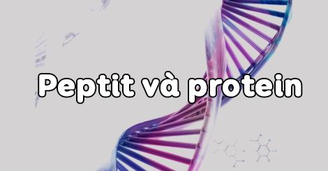peptit-protein